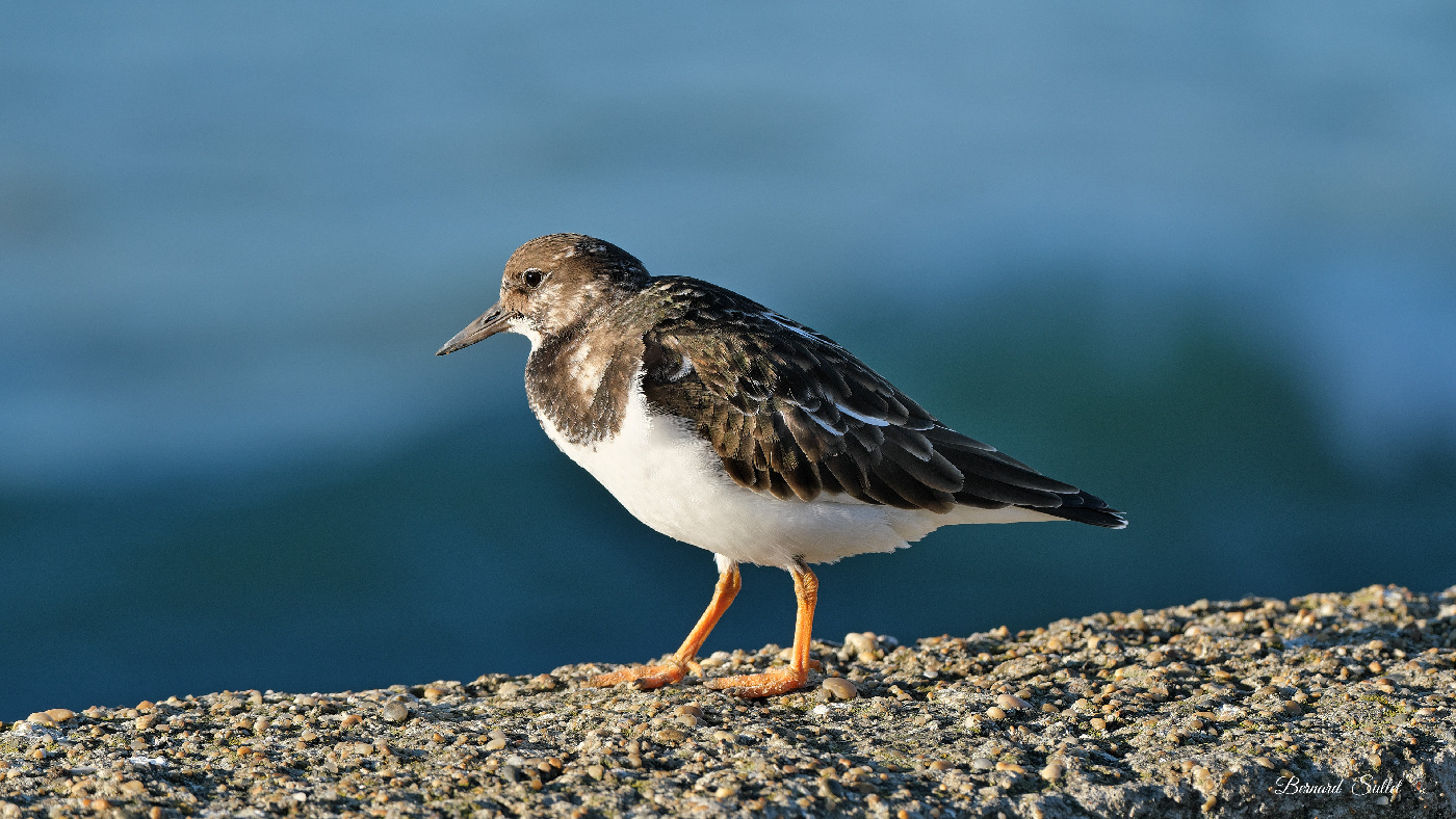 DSCF1773.jpg